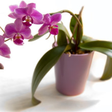Как избавиться от тли, щитовки, червеца на орхидее