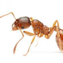 Рыжие муравьи в квартире