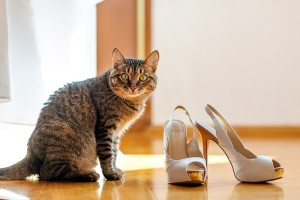 Как вывести запах кошачих меток с обуви