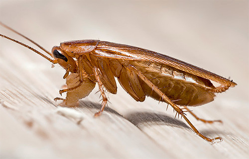 Болезни, которые переносят тараканы