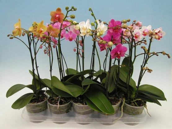 Как возобновить цветение орхидеи