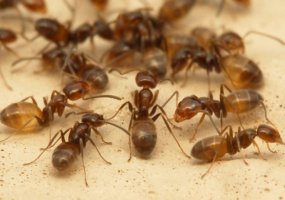 Почему появляются муравьи