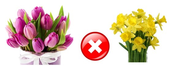 Тюльпаны и нарциссы нельзя держать в одной вазе