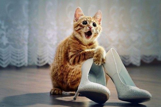 Избавиться от кошачьей мочи в обуви