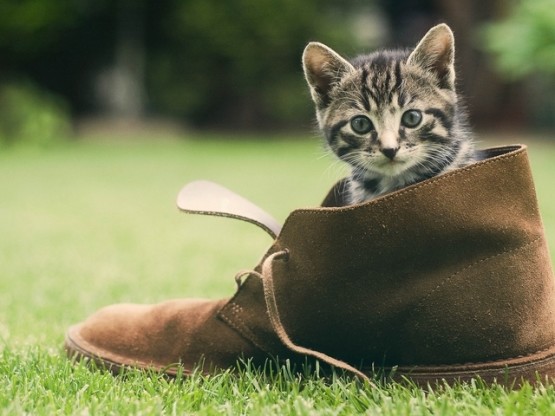 При наличии кота рекомендуется класть обувь в закрываемый шкафчик