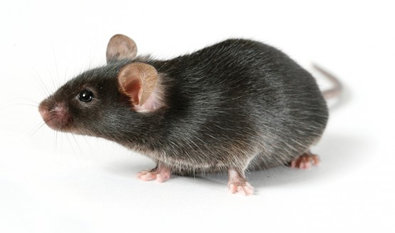 Чтобы избавиться от мышей, нужно понять, каким путем они попали в помещение