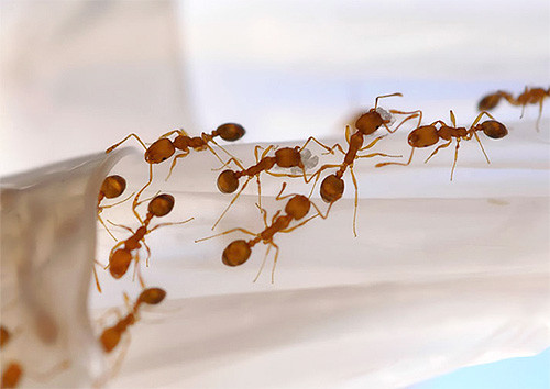 Причины появления рыжих муравьв
